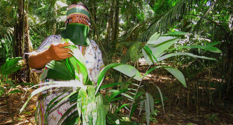 Colombia y Perú instalan comité COVID-19 para proteger a indígenas amazónicos. (Foto: EFE).