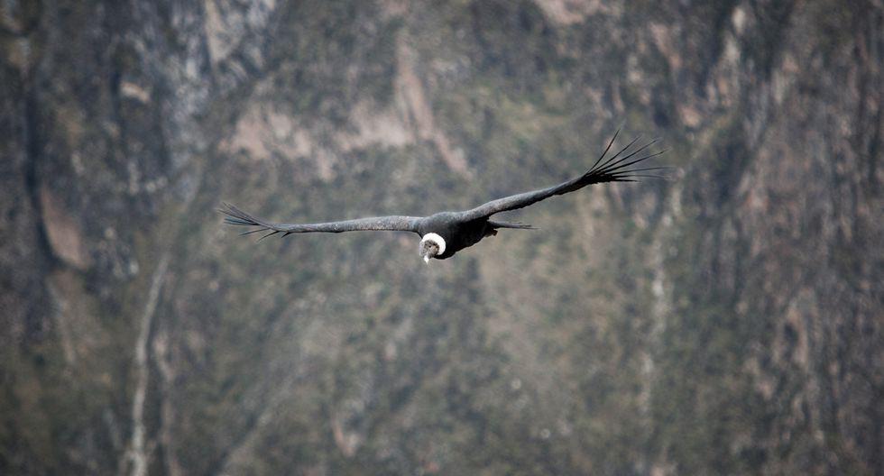 El cóndor de los Andes es considerada una de las aves más grandes del planeta. (Foto: Archivo / GEC).