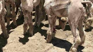 UNIQLO retira la alpaca de sus prendas por denuncia de maltrato animal contra empresa peruana