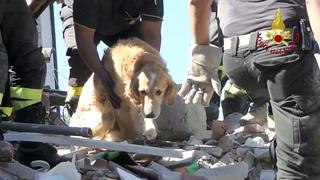 'Romeo', el perro que sobrevivió nueve días bajo escombros del terremoto en Italia [Fotos y video]