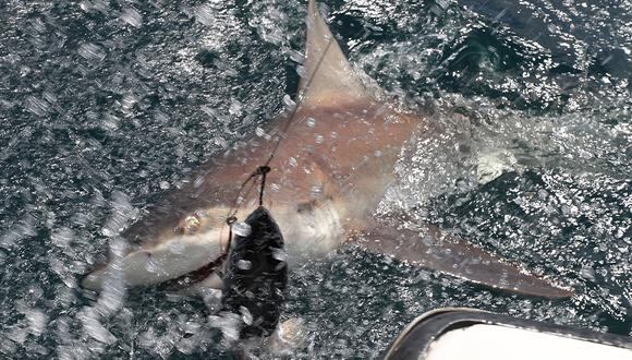 Tiburón atacó a un surfista en una playa de Florida. (Foto referencial: AFP/archivo)