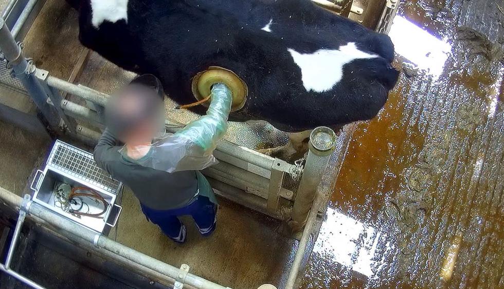 "Ojo de buey" en el estómago de vacas despierta furia de activistas en Francia. (Foto: AFP)