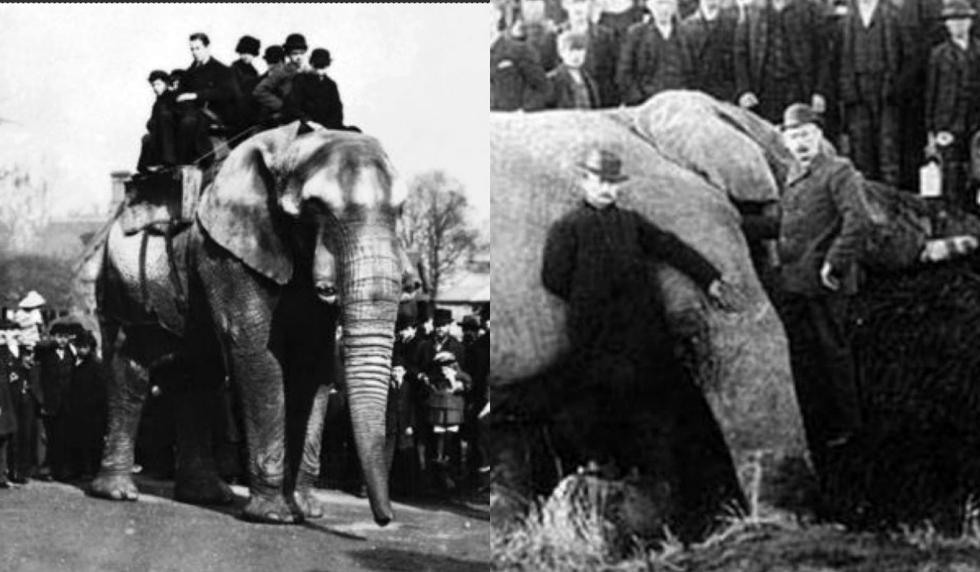 'Jumbo': La triste historia de maltrato del elefante que inspiró a 'Dumbo'. (Wiki Commons)