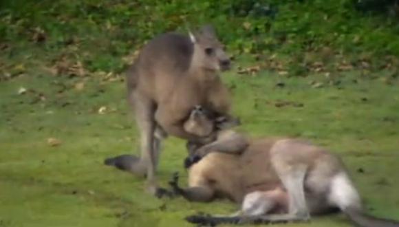 Pelea entre los marsupiales fue uno de los temas más comentados en las redes sociales esta semana. (Captura de YouTube)