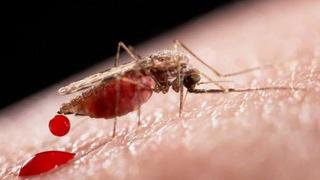 Zika: OMS crea unidad especial para combatir al virus