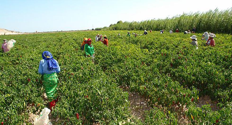 FAO: Perú invertirá S/.905 millones para apoyar la agricultura familiar |  ECONOMIA | PERU21
