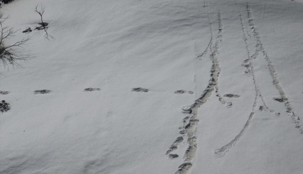 El Ejército de India afirmó en Twitter haber encontrado las "misteriosas huellas" del mítico Yeti, una supuesta bestia de gran tamaño que habitaría en las nieves de la cordillera del Himalaya. (Twitter)