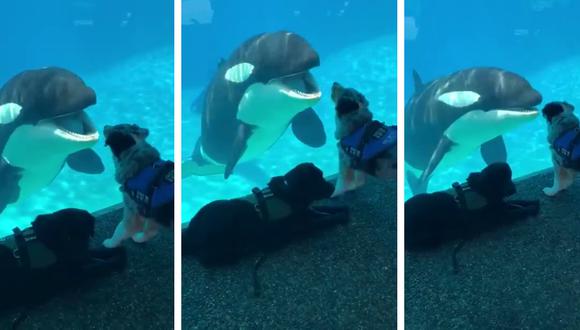 Orca y perro protagonizan insólito encuentro en un acuario. (Foto: the CHIVE en Facebook)