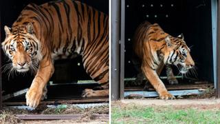 De Argentina a Sudáfrica: Liberan a una familia de tigres que fue rescatada en San Luis [VIDEO]