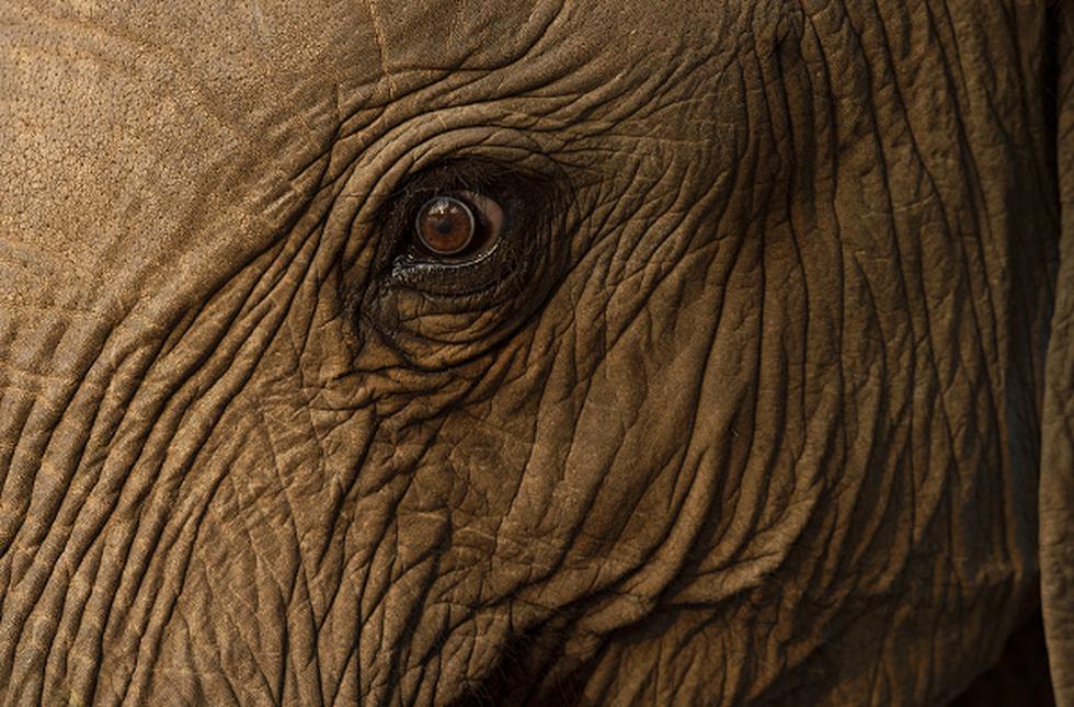 Solo en Tanzania, la población de elefantes se redujo en un 60%, a 43.000, entre 2009 y 2014, (Referencial/Getty)