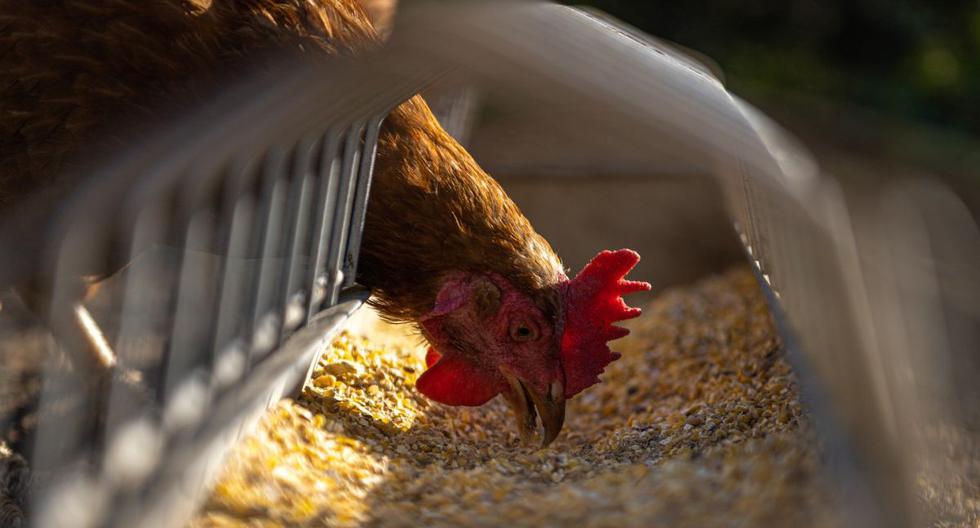 Russia bans poultry imports from US, Canada |  Russia |  Canada |  USA |  Bird flu |  Poultry production |  Rosselkhoznadzor |  |  The world