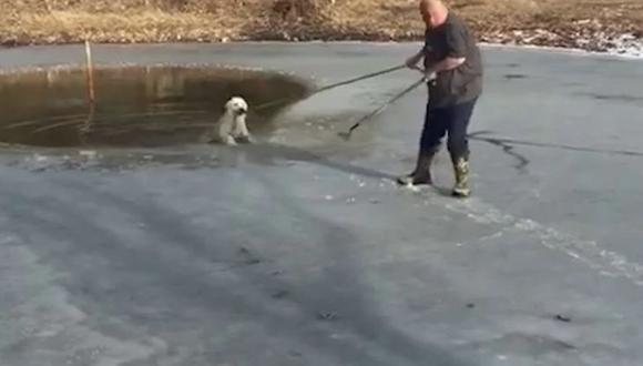El perro que entendió qué hacer para salvar su vida. (YouTube)