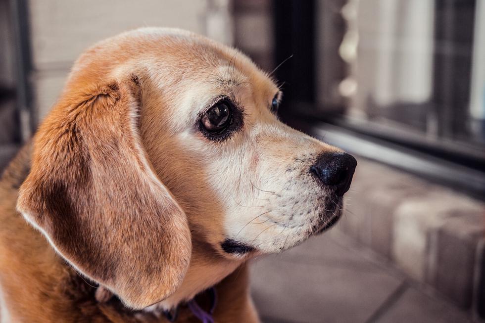 Un perro se robó los corazones de todos en las redes sociales por su reacción en medio del aislamiento social obligatorio impuesto para evitar la propagación del coronavirus. (Foto: Pixabay/Referencial)