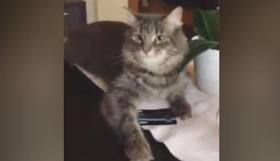 El gato ha causado una gran sorpresa en miles de usuarios de la red social. (YouTube: Caters Clips)