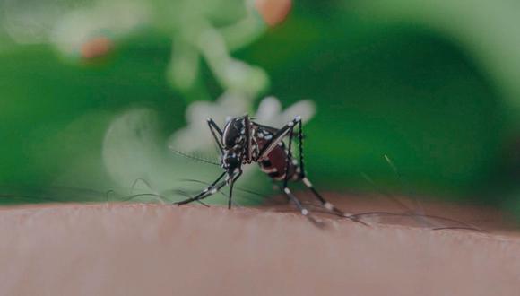 Perran Ross, científico en Australia, se somete diariamente a la picadura de 5 mil mosquitos. ¿Para qué? Pues esto ayudará a conseguir la cura para la fiebre del dengue.| Foto: Pexels/Referencial