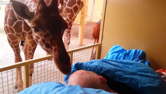 Una jirafa se despidió de la persona que dedicó casi la mitad de su vida a cuidar a los animales de un zoológico. (Foto: Optrex en YouTube)