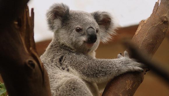 Si bien tienen garras afiladas, los koalas son animales solitarios y en muy raras ocasiones atacan a los seres humanos. (Foto: Pixabay/Referencial)