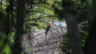 BID entrega US$19.5 millones al Gobierno para conservar bosques amazónicos