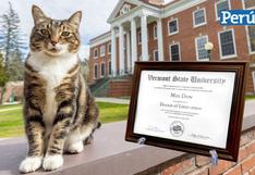 Por primera vez una universidad de EE.UU. otorga título honorífico a un gato | FOTOS 