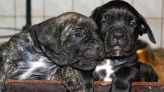 Estados Unidos: Ladrones se llevan 4 cachorros al no hallar dinero en casa