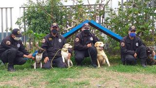 Brigada Canina de Surco pone en adopción a perros rescatados durante cuarentena [VIDEO]