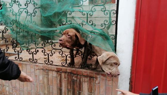 Solo se logró rescatar a uno de los tres perros que viven en el lugar debido a la negativa de la dueña. (Municipalidad de Surco)