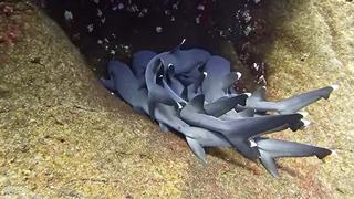 Hombre registró en una inhóspita isla a varios tiburones dándose un ‘abrazo’ 