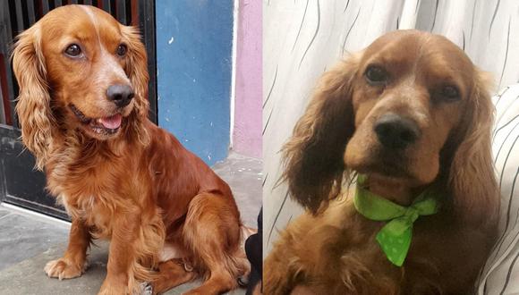 ¡Atención! Ayuda a encontrar al perrito ‘Doggy’ que se perdió en San Juan de Lurigancho [FOTOS]