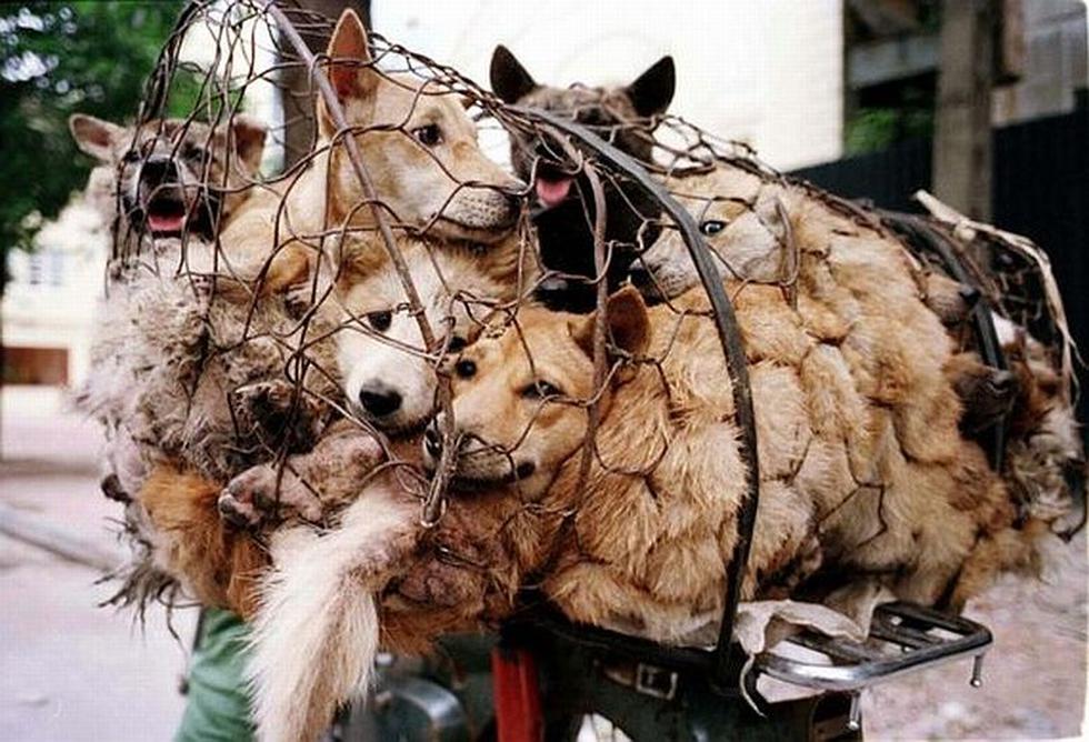 Grupos chinos de defensa de los animales se manifestaron para pedir el fin al Festival de la Carne de Perro de Yulin. (Mirror)