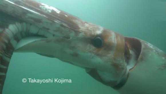 Calamar gigante nado sobre las costas de Japón.