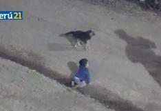 Argentina: Perrito cuidó a bebé que gateaba solo en la calle en plena madrugada (VIDEO)
