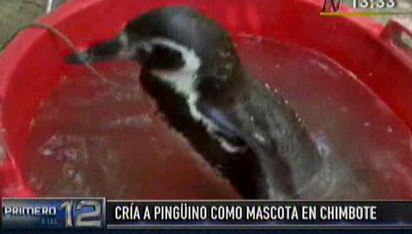 Cuidadores de pingüino buscan darlo en adopción. (Canal N)