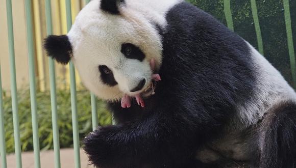 El panda gigante Huan Huan, que significa "Feliz" en chino, y su segundo cachorro gemelo, se ven dentro de su recinto después de que ella dio a luz en el zoológico de Beauval en Saint-Aignan-sur-Cher, en Francia. (Guillaume SOUVANT / AFP)