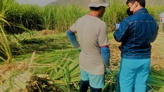 Ancash: Culmina proyecto que promueve salud ocupacional para trabajadores de caña de azúcar en San Jacinto