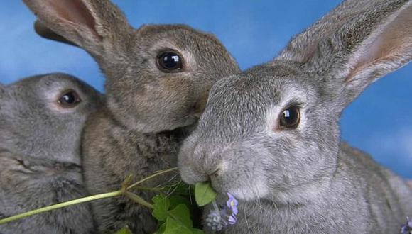 Los conejos no son tan cariñosos como los perros y gatos. (Internet)