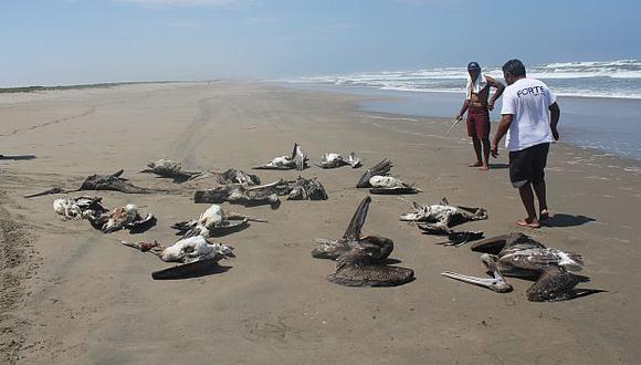 Miles de especies marinas han comenzado a aparecer muertas en Lima y en el interior del país. (Fabiola Valle)