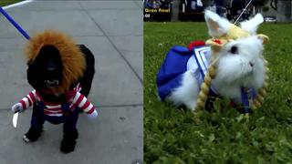 Mira los divertidos cosplays de mascotas vestidos de conocidos personajes de la cultura popular