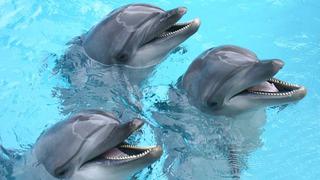 Los delfines usan nombres para identificarse