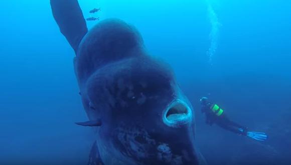 Facebook: Buzo captó al pez óseo más grande del mundo en impresionante video. (ViralHog/YouTube)