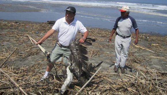 SIGUE LA VARAZÓN. Más pelícanos muertos fueron encontrados ayer en las diversas playas del norte. (Difusión)