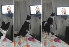 La conmovedora videollamada entre una mujer y su mascota tras estar separados 9 meses | VIDEO