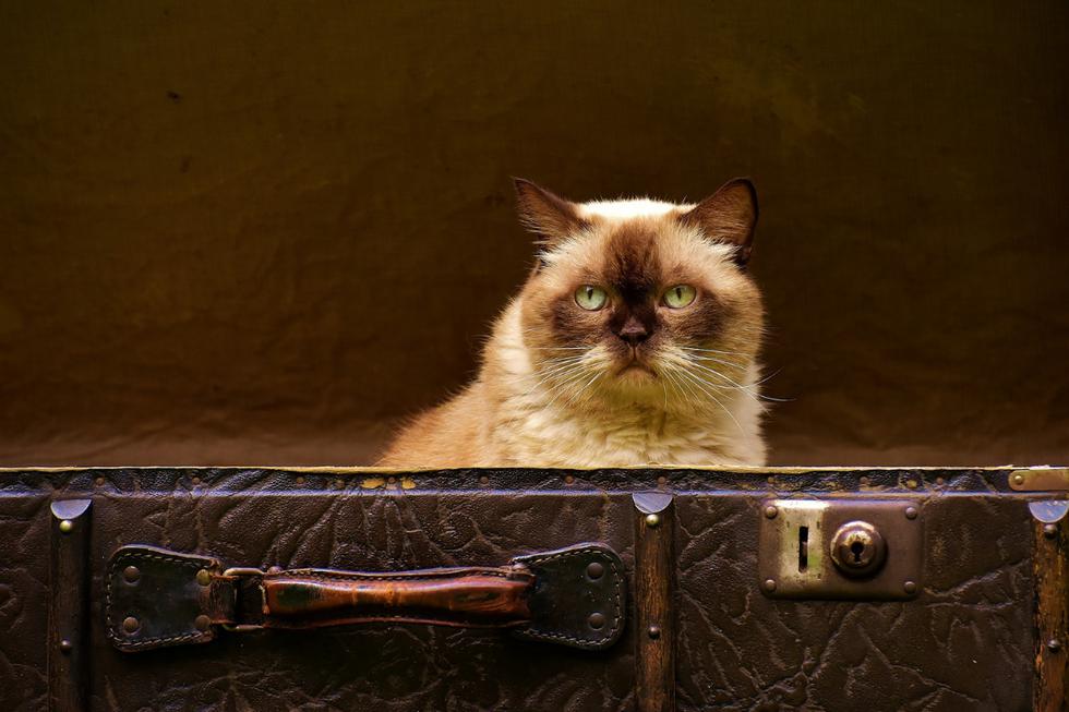 La travesura de la gatita, que no quería dejar que sus propietarios viajaran sin ella, se volvió viral en Facebook. (Foto: Pixabay/Referencial)