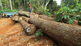 Satipo: Decomisan más de 40 mil pies tablares de madera de origen ilegal