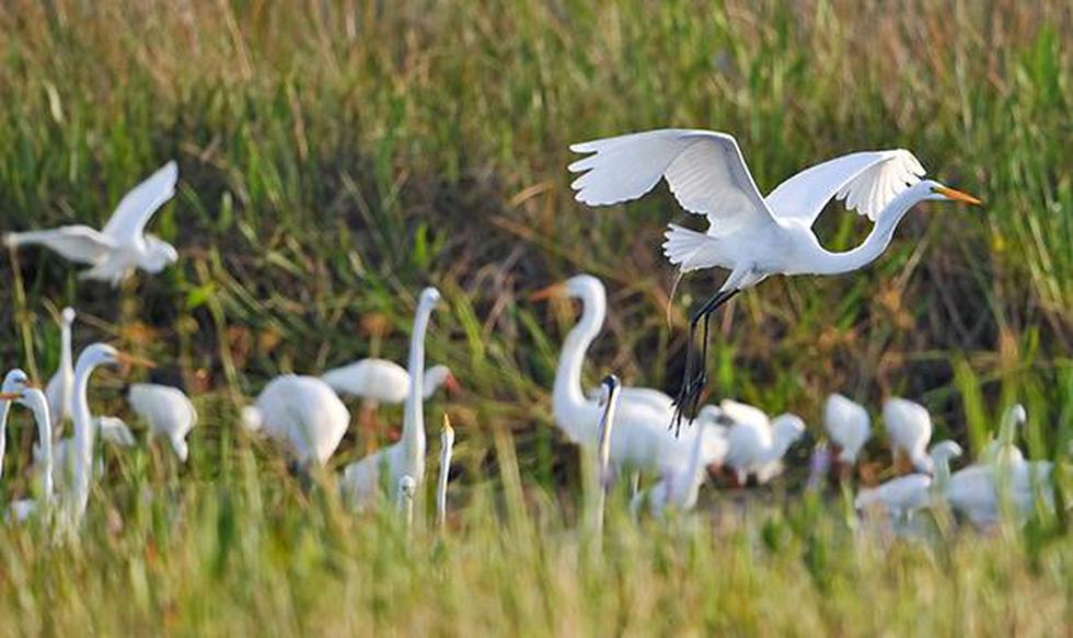 Las autoridades ambientales de la Florida liberaron en los Everglades más de un centenar de aves que habían sido atrapadas por contrabandistas del sur de la Florida. (EFE)