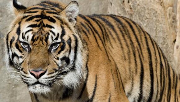 En total, 2,359 tigres han sido incautados desde comienzos de 2000 en 32 países y territorios. (Foto: AFP)