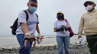 Estudiantes y profesores universitarios colaboran en rescate de especies afectadas por derrame de petróleo