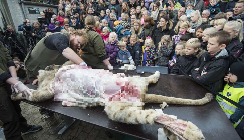 Dinamarca: Zoológico es criticado por diseccionar a un león de 1 año en público. (AFP)