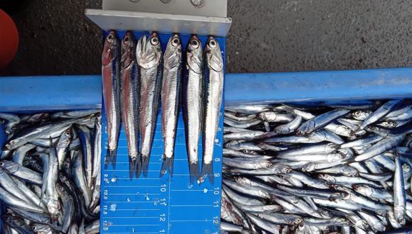 Se requiere que se abra la segunda temporada de pesca para revertir la situación del sector.