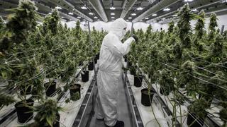 Euromonitor: “A medida que avance regulación, mercado legal captará 40% de venta mundial de cannabis en 2025”