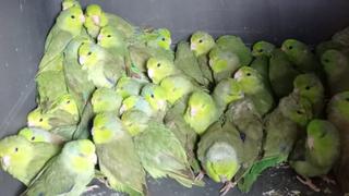 Serfor rescata más de 100 aves silvestres transportadas en sacos de rafia en bus interprovincial